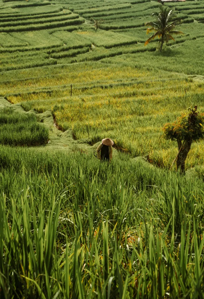 Farmers Drying Spices